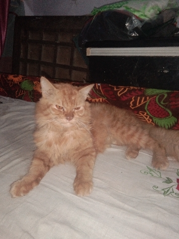 Persian (Modern) – Persian cat