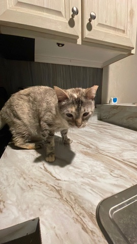 cat