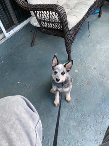 Australian Cattle Dog – BEAUTIFUL Australian Cattle- Blue Heeler Puppy