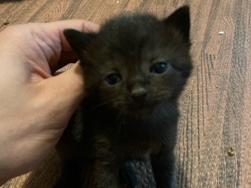 Free kittens to good home when 8 weeks – Lexington