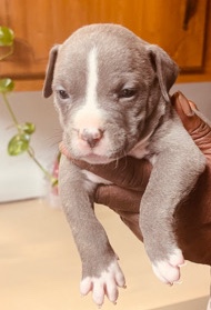 American Pit Bull Terrier – Standard Bully