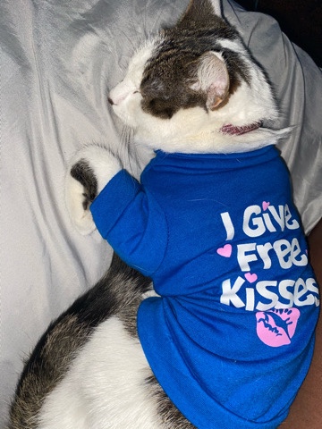 Cat for Sale