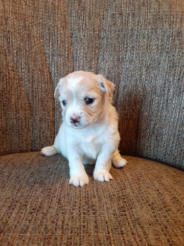 Chihuahua – Chihuahua for Sale