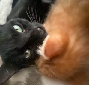 black cat and lorax