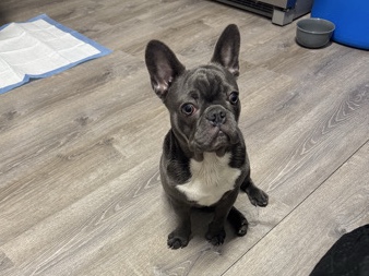 French Bulldog – blue frenchie – Virginia Gardens