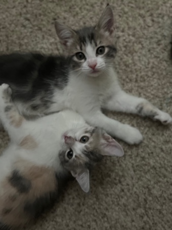 polydactyl kittnes