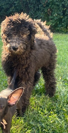 Poodle – Ace