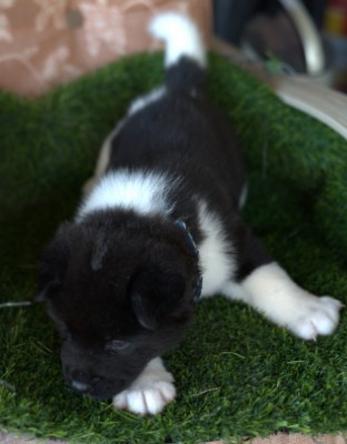 Akita – American Akita puppies – Beckley