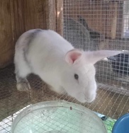 Lionhead – rehoming my rabbit