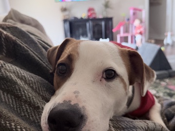 Mixed Breed – Friendly 2-Year-Old Mixed Breed Dog for Adoption in Rockmart - Diana – Rockmart