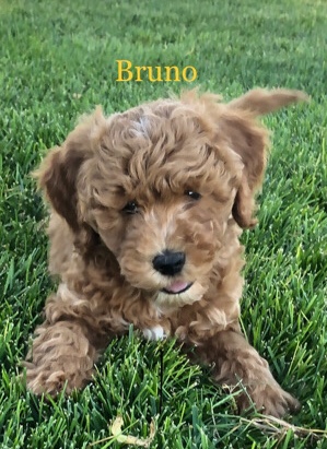 Poodle – Adorable mini golden doodles