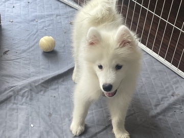 Samoyed – rehoming Samoyed puppy – Spring