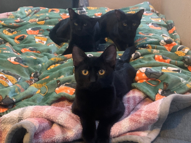 American Shorthair – kittens looking for homes!