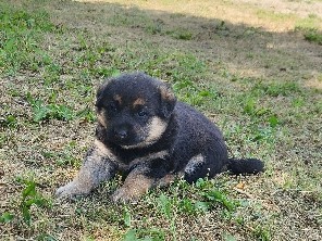 Rehoming our adorable puppies – Enchant