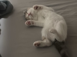 British Shorthair – cat for free adoption – Dubai