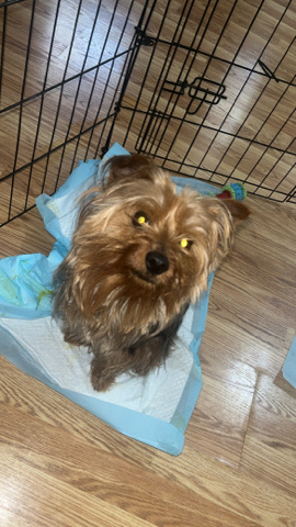 Yorkshire Terrier – Yorkshire terrier 2yrs old Boy