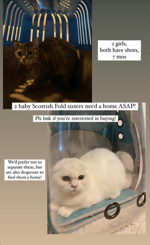 Scottish Fold – 2 Scottish fold cats