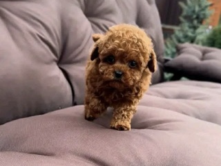 female Maltase puppy available – Milwaukee