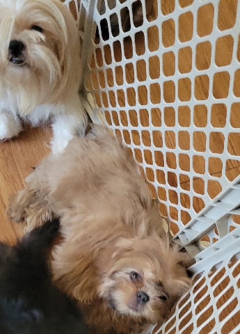 Shih Tzu – shihtzu