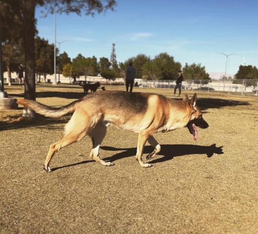 German Shepherd – Energetic German Shepard