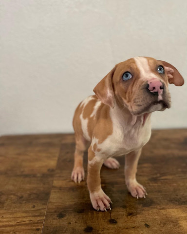 American Pit Bull Terrier – America bully mix puppies