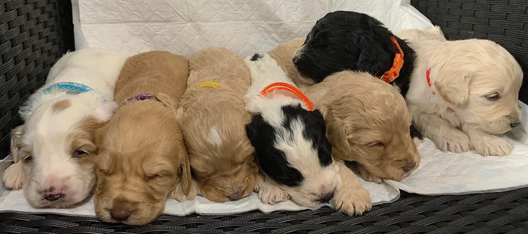 Poodle – Cockapoo puppies for sale