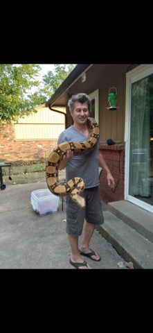red tail boas