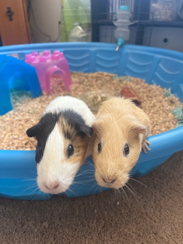 two female Guinea pigs