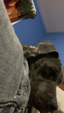 pitbull