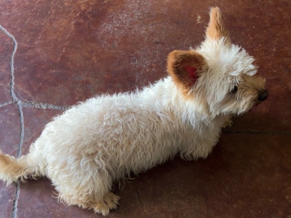 Maltipoo – Maltipoo male 1 y/o – Olive Branch