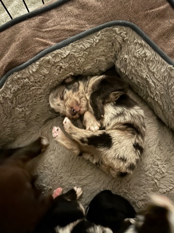 Australian Shepherd – Australian shepherd puppies