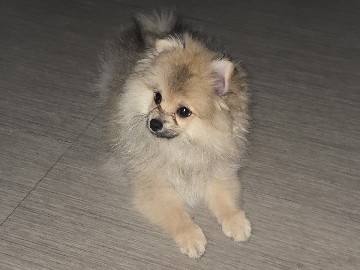 Pomeranian – Pomeranian Male – Katy