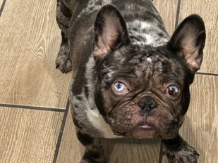French Bulldog – Frenchies – San Antonio
