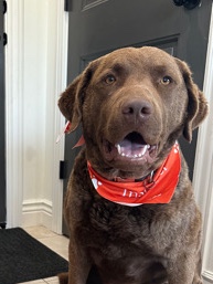 Sweet male Chesapeake Bay Retriever 