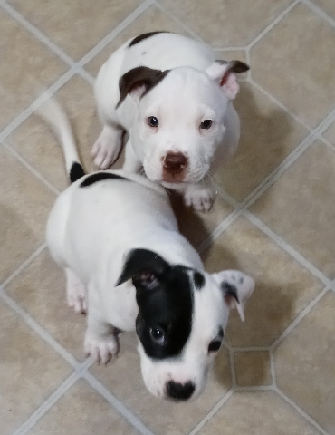 American Pit Bull Terrier – Staffordshire bull terrier/pitbull puppies