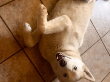 Siberian Husky – Husky needs rehoming – Peoria