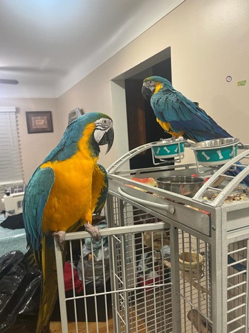 blue and gold macaws