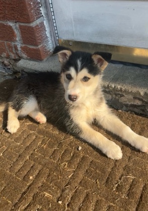 Australian Shepherd – Puppies