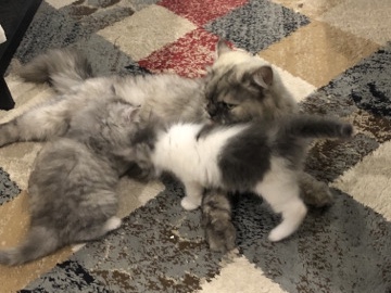 American Wirehair - يوجد لدينا قطتين شرازي available for adoption in Jeddah