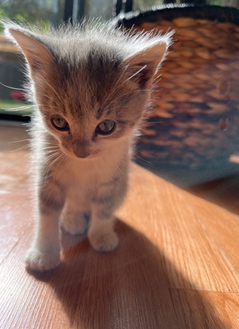 American Bobtail – very cute and playful kitten