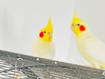 Cockatiel – Nymphensittiche Vögel – Hamburg