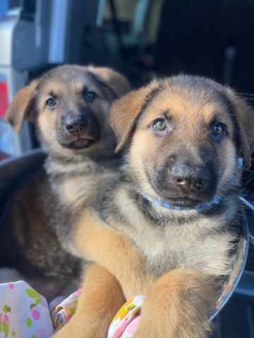 German Shepherd – German shepherds