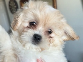 Pomeranian - Pomeranian mix Puppy available for adoption in Miami