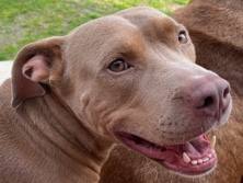 American Pit Bull Terrier – Adoptable 2 yr old male dog – Loudon