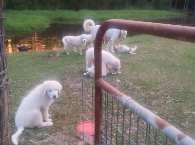 Great Pyrenees – 10 Weeks Old – Mobile