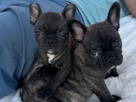 Frenchton – Arabi