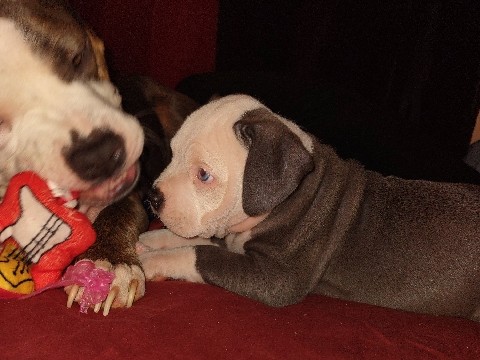 American Pit Bull Terrier – beautiful pit bull puppies – Tacoma