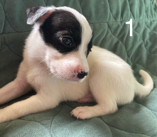 American Pit Bull Terrier – male 1