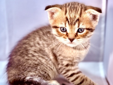 Scottish Fold – Misty