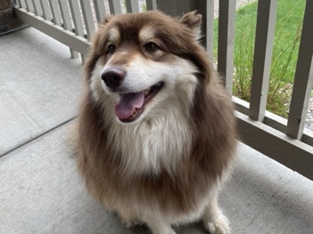Pomsky – Ruby the Pomsky – Fort Collins